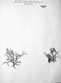 Evernia prunastri image